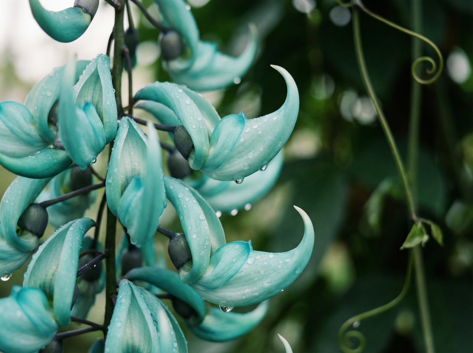 小蓝视频建刚与远方视频